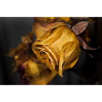 Yellow Dry Rose